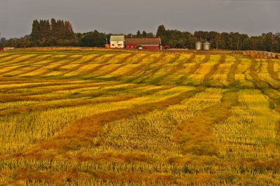 Farm in golden light