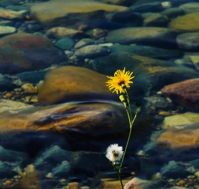 Flower and Underwater Rocks