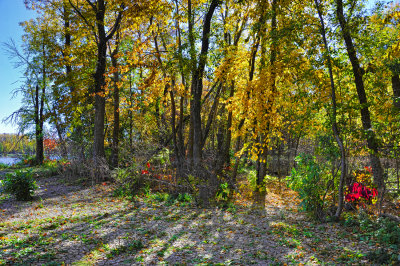 Woods in Color