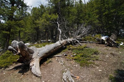 Fallen trees
