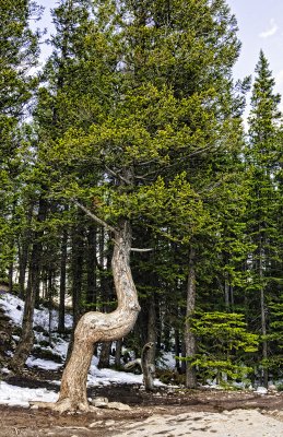 Crooked tree