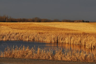 Slough