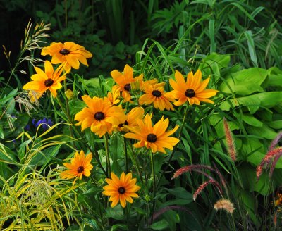 Golden daisies