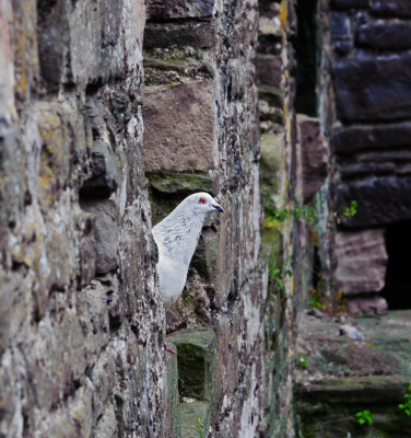 Conwy Castle Pigeon
