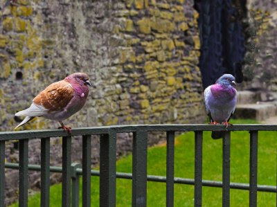 Conwy Castle pigeons
