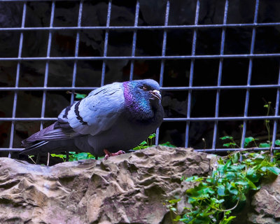 Castle pigeon - Wales