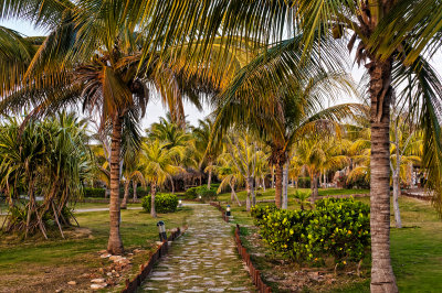 Garden of Palms