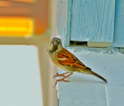 Bird on Balcony Rail - Cuba