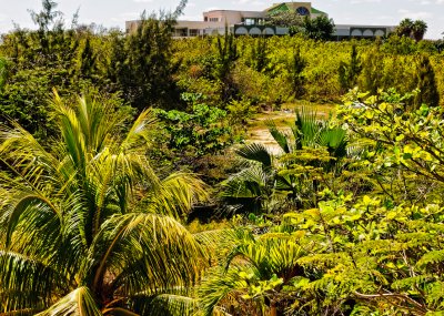Cuban Flora