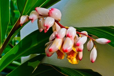 Buds