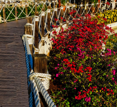 Rope Fencing and Azalea