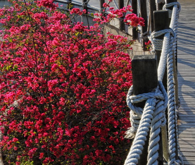 Azalea and Rope