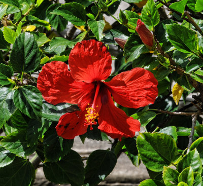 Red Hibiscus
