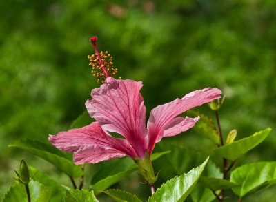 Pink Hibiscus