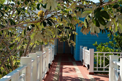 Leafy Walkway