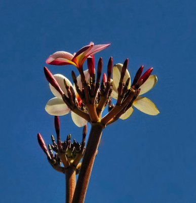 Blossoms on Tree
