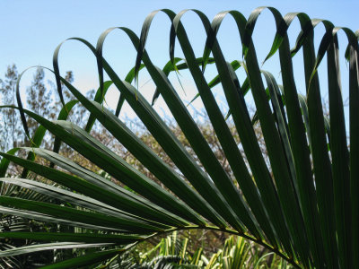 Palm Pattern
