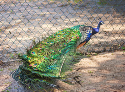 Peacock ruffled by wind...