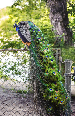 Peacock on Fence