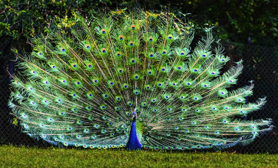 Peacock 