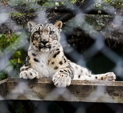 Snow Leopard