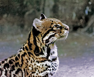 Ocelot