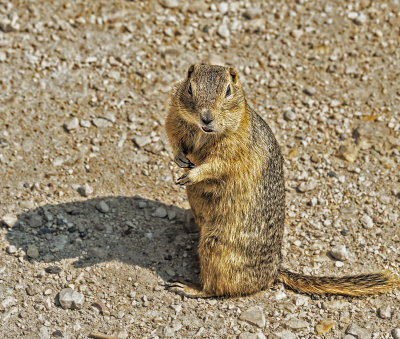 Prairie Dog