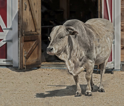Maronesa Bull