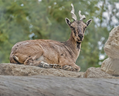 Stone Sheep 