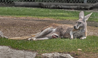 Red Kangaroo and her joey