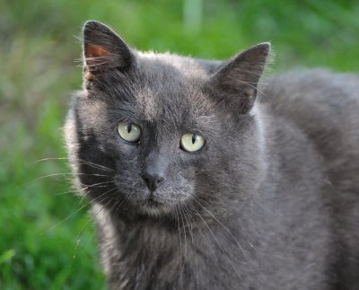 Oscar