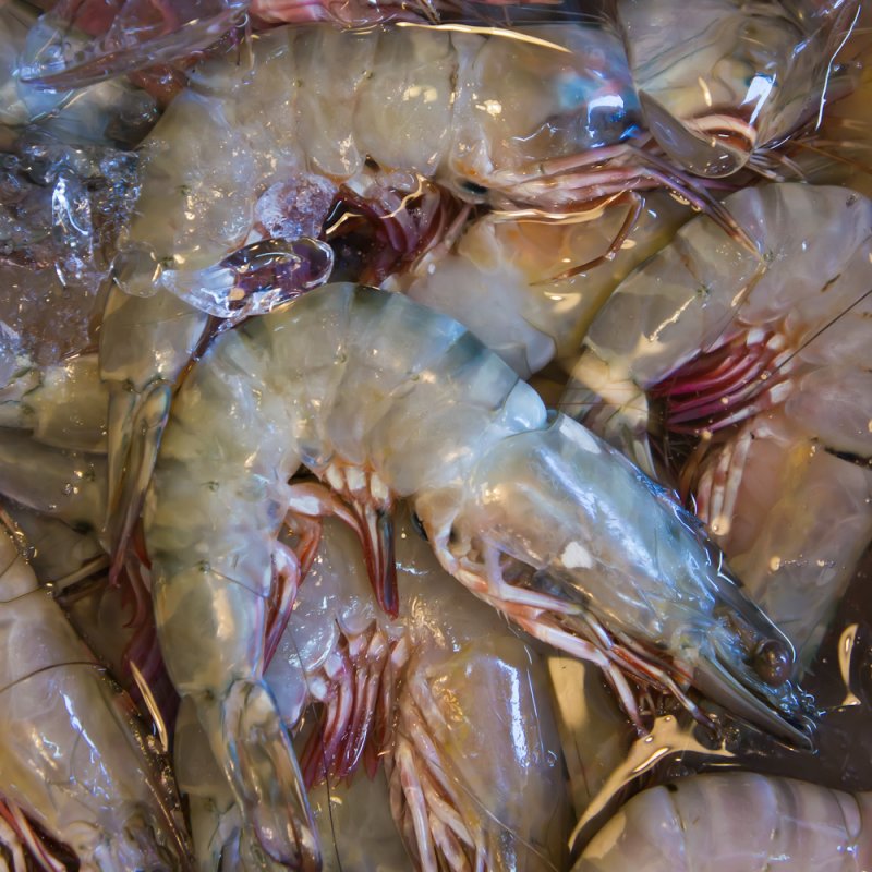 Prawns