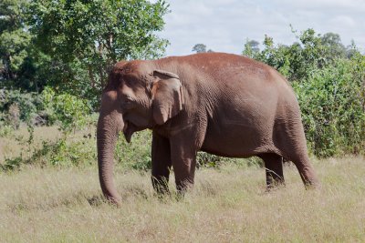 Elephant sanctuary Cambodia