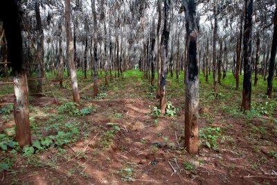 Black pepper trees