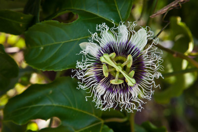 Passionfruit flower