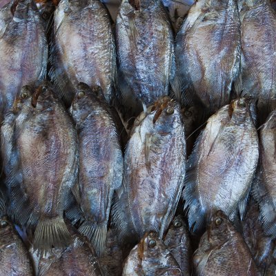 fish at market in Cambodia 2