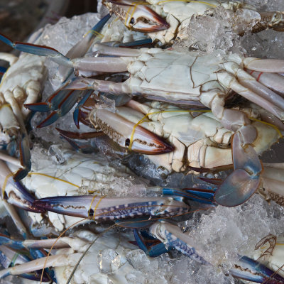 Crabs with blue claws 2