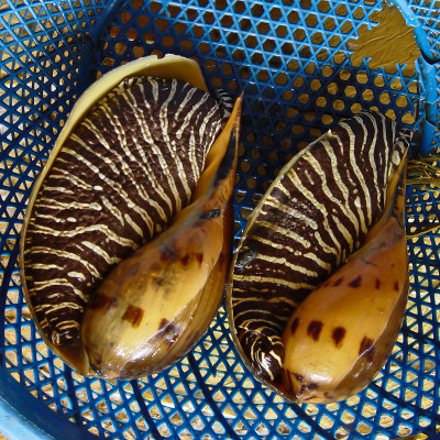 Two shelfish, Hoi Anh market Vietnam 2003
