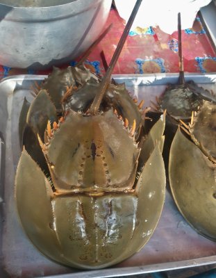 Horse Shoe crabs, looking like a battletank