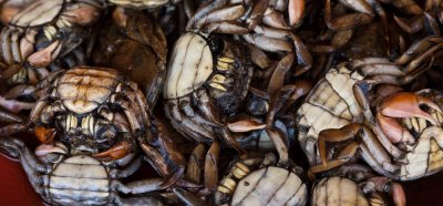 Crabs in Bang Saray market