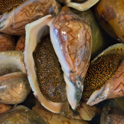 Unidentified shellfish at Naklua Market