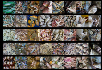 Collage of 40 fish photos.