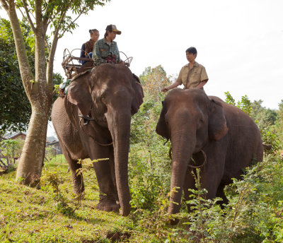 Tourist on elephant