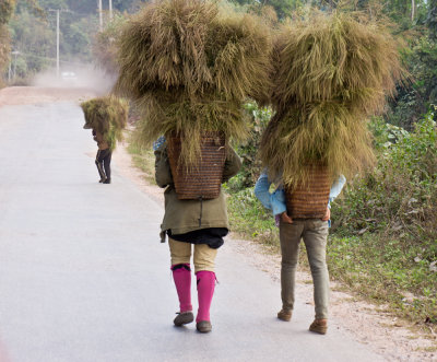 carrying home a load of broom grass3362.jpg