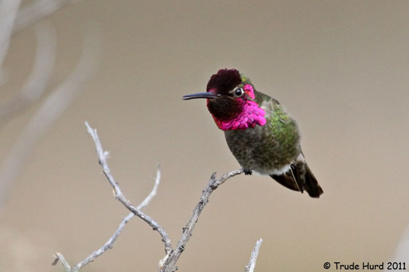 Annas Hummingbird