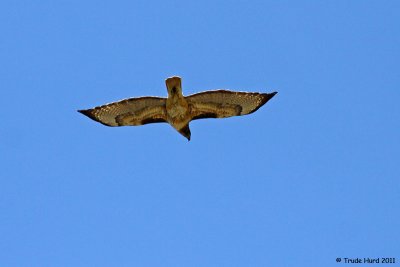 This Red-tailed Hawk and a Red-shouldered Hawk chased each other in a territorial dispute