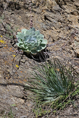 Dudleya and Yucca clung to the banks