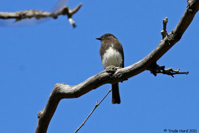 Where there is water, there is a Black Phoebe