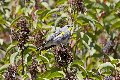 Where there is laurel sumac, there is a Yellow-rumped Warbler