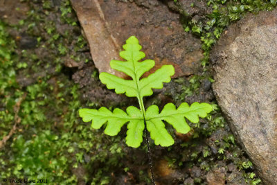 Where there is a shady bank, there is a fern